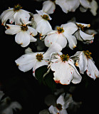 White Dogwood