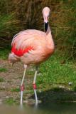 2877-flamingo.jpg