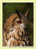 South Asian Owl (2)