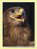 Steppe Eagle (2)