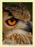 Eurasian Owl (detail)