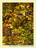 Autumnal lighting
