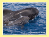 Pilot Whale watching - mum and child (6)