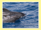 Pilot Whale watching - mum and child (5)
