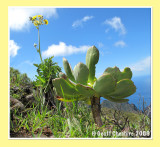 Mountain flora (1)