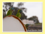 Local birdlife (1)