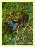 Kingfisher departs
