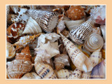 Sea shells (detail) - 1
