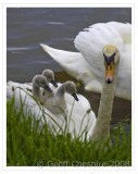 Hitchin a ride (1)