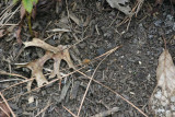 Along the driveway