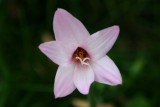 Along the driveway