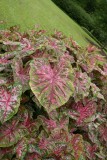 Caladiums