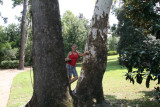 D in sycamore tree in the Euterpe Garden