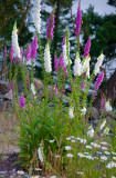 Foxgloves