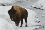Bison with snow cone