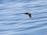 Trindade Petrel