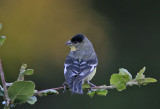 Lesser Goldfinch