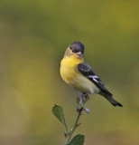 Lesser Goldfinch