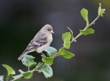 Lesser Goldfinch
