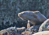 Steller Sea Lion