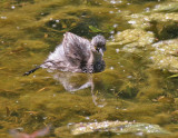 Least Grebe