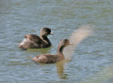 Least Grebe