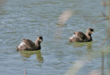 Least Grebe