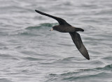 Flesh-footed Shearwater
