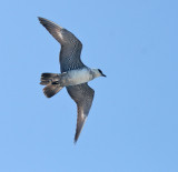 Parasitic Jaeger