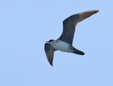 Parasitic Jaeger