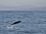 Northern Right Whale Dolphin