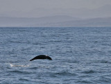 Northern Right Whale Dolphin