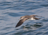 Black-vented Shearwater