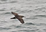 Black-vented Shearwater