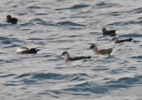 Black-vented Shearwater