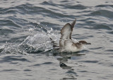 Black-vented Shearwater