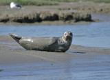 Harbor Seal