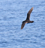 Short-tailed Shearwater