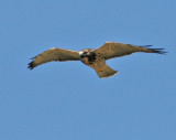 Swainsons Hawk