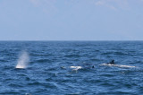 Bairds Beaked Whale