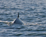 Cuviers Beaked Whale