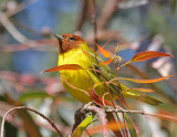 Mangrove Yellow Warbler