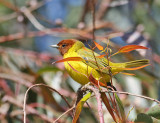 Mangrove Yellow Warbler