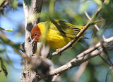 Mangrove Yellow Warbler