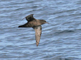 Sooty Shearwater