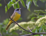 MacGillivrays Warbler