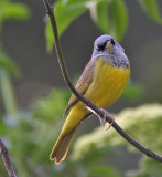 MacGillivrays Warbler