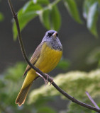 MacGillivrays Warbler