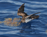 Audubons Shearwater