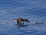 Audubons Shearwater